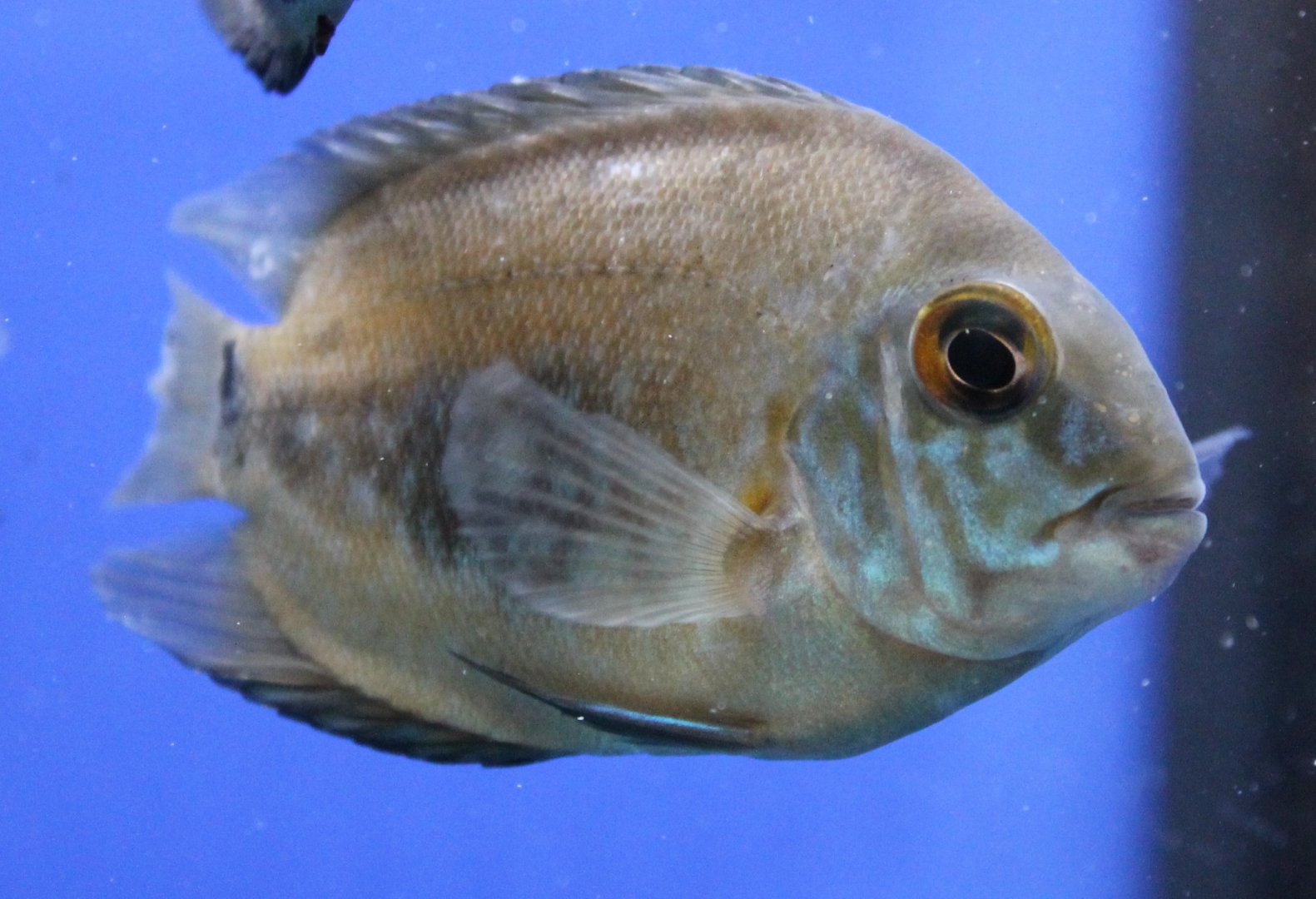 Uaru amphiocanthoides