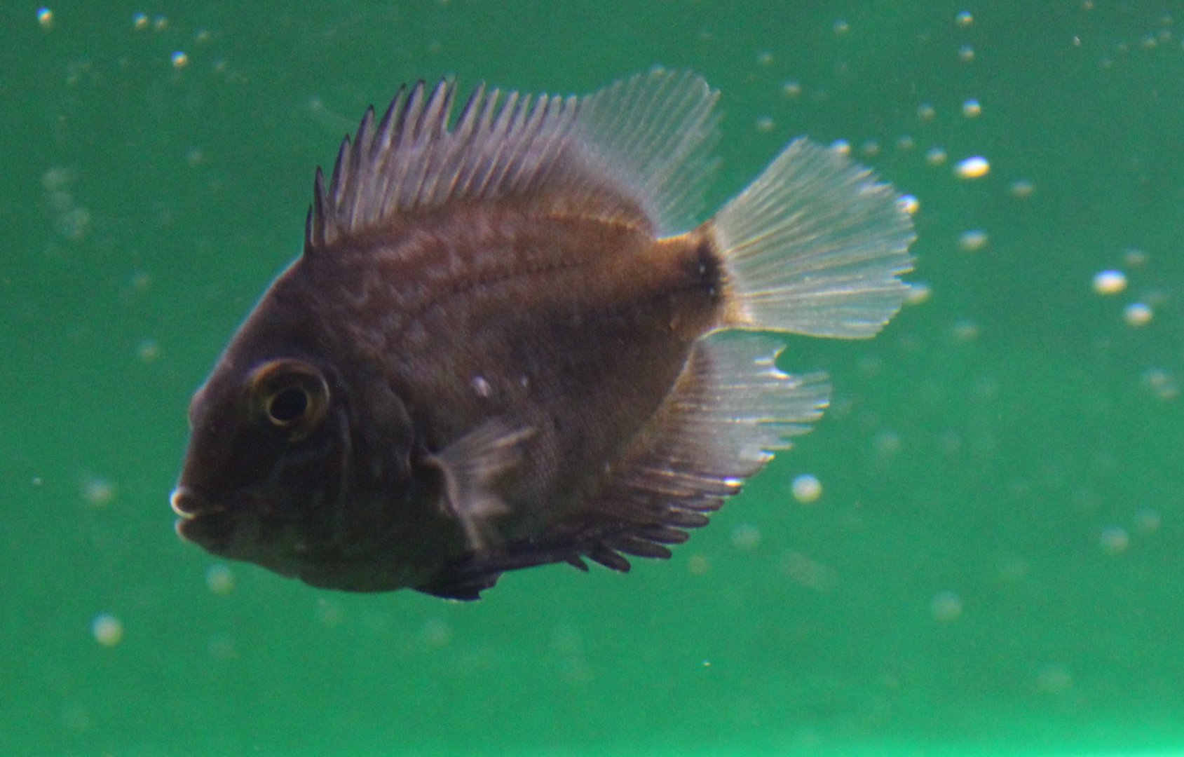 Uaru amphlacanthoides