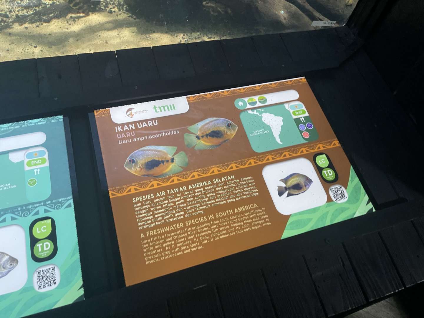 uaru cichlid signage - dunia air tawar
