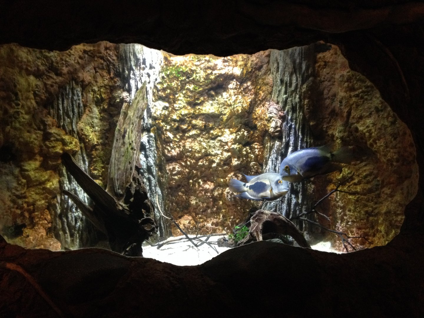 Uaru Cichlid (Uaru amphiacanthoides)