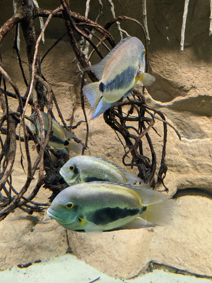 Uaru - reopening 31-08-2020