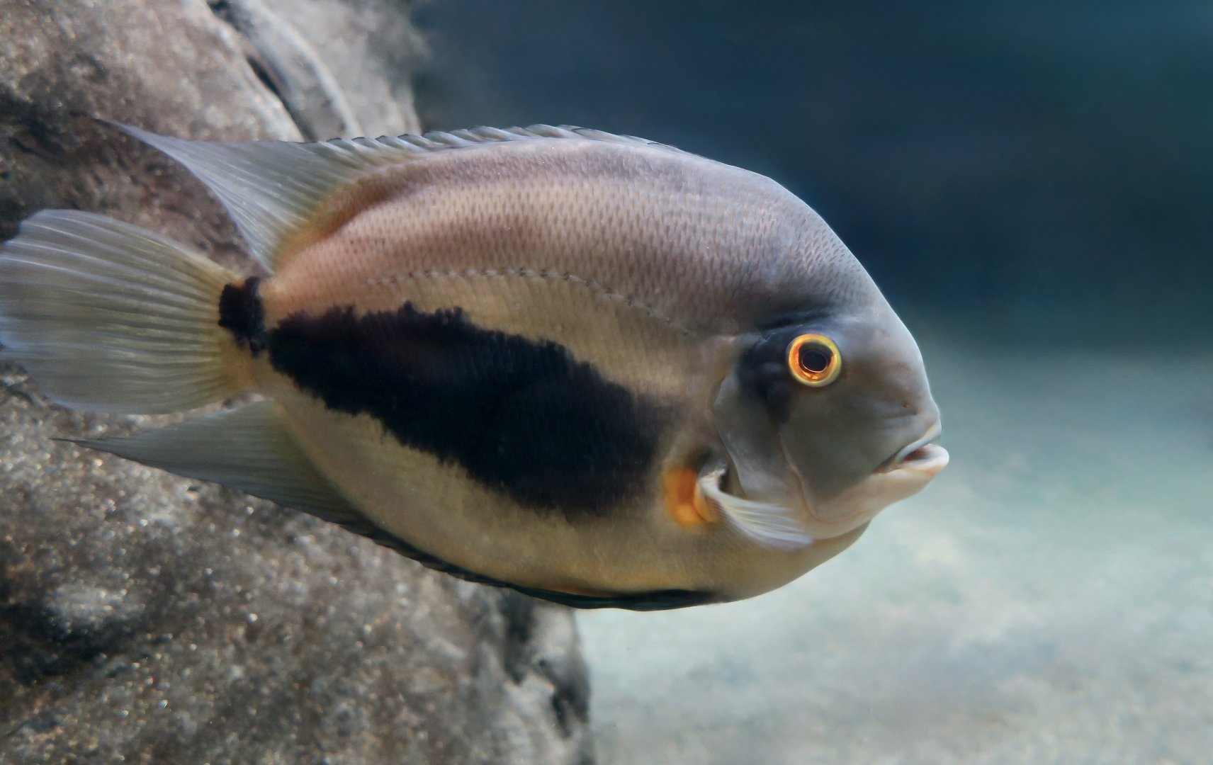 Uaru (Uaru amphiacanthoides)