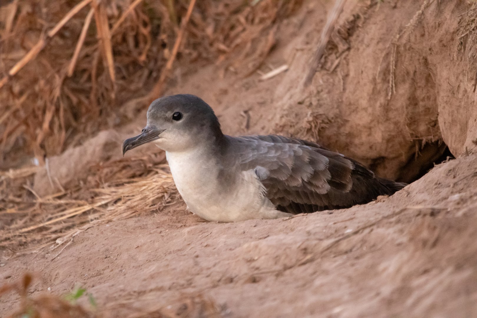 'Ua'u Kani at the Burrow