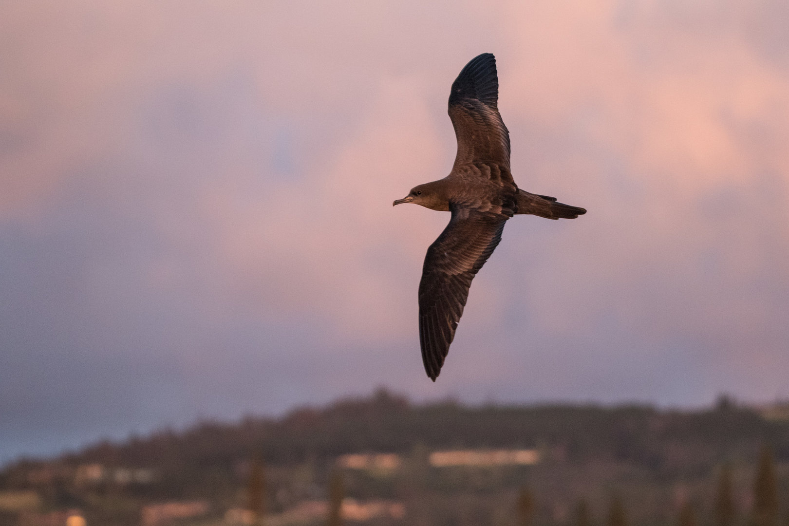 'Ua'u Kani or Wedge-tailed Shearwater