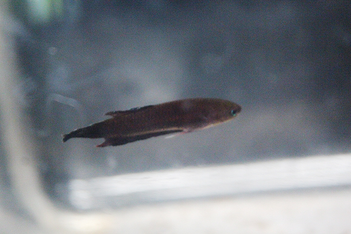 Uberis betta (Betta uberis) - PCBA