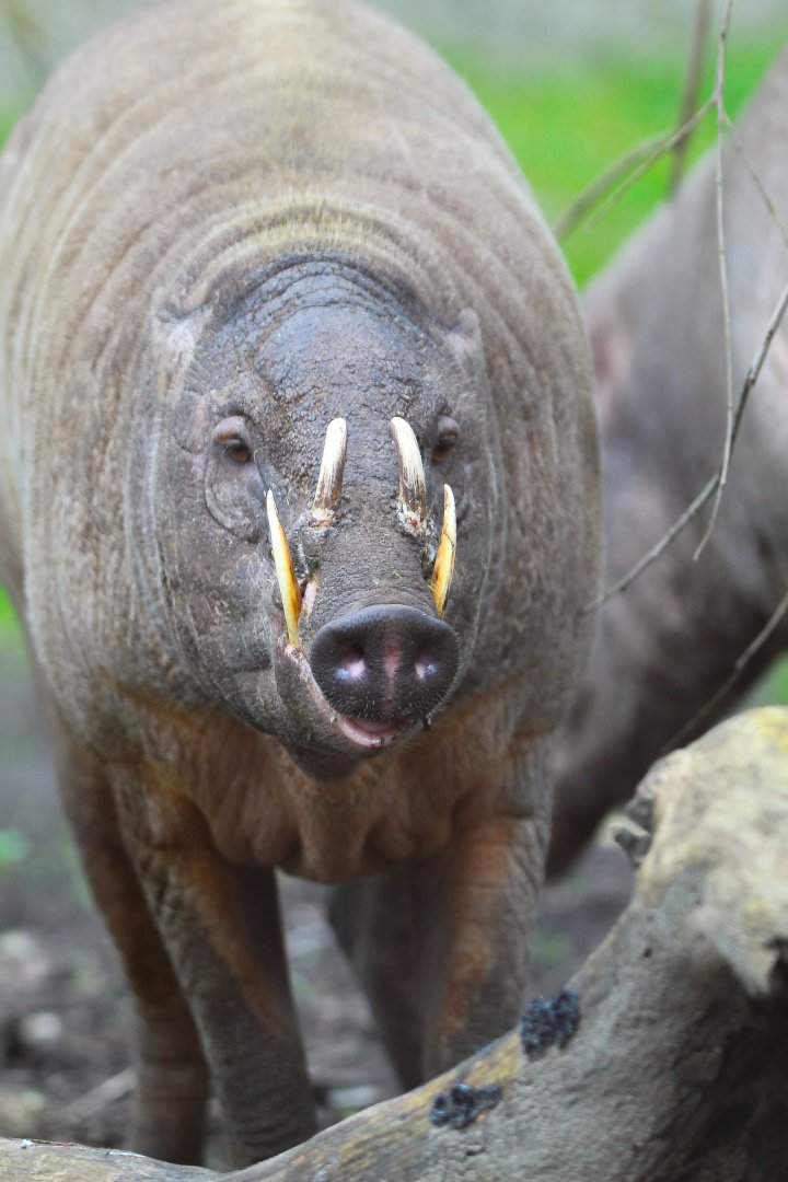 Ubi, Male Babirusa- 18th March 2024