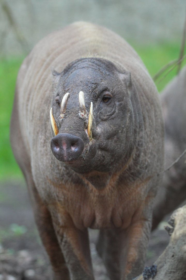 Ubi, Male Babirusa- 18th March 2024