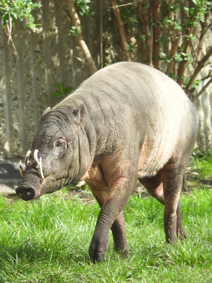 Ubi, Male Babirusa- 9th March 2024
