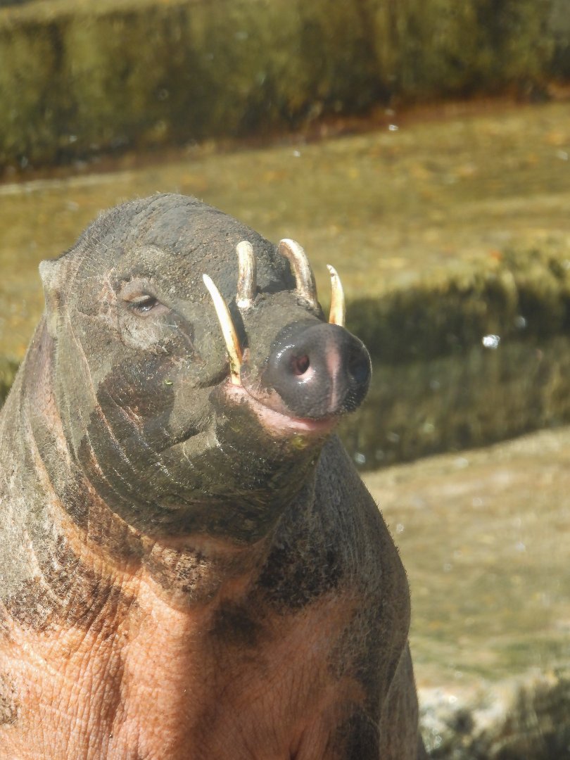 Ubi, Male Babirusa posing- 9th March 2024