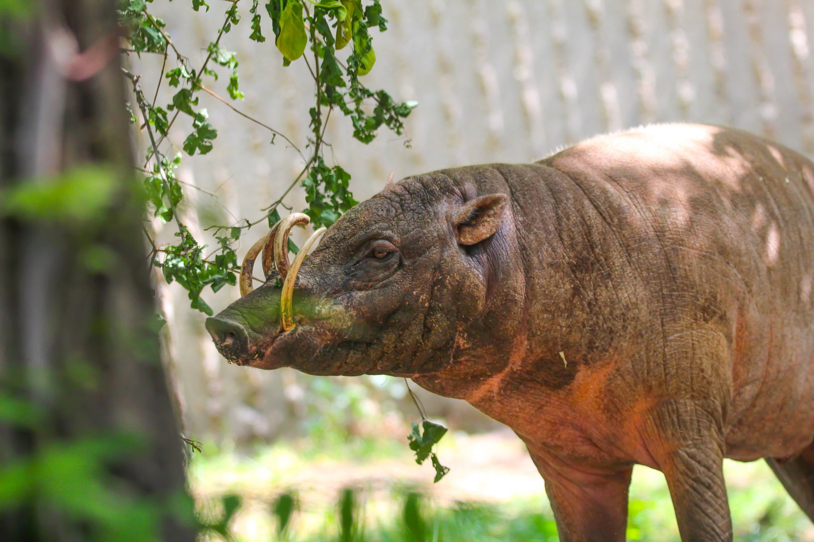 Ubi the male Babirusa- 12th May 2025