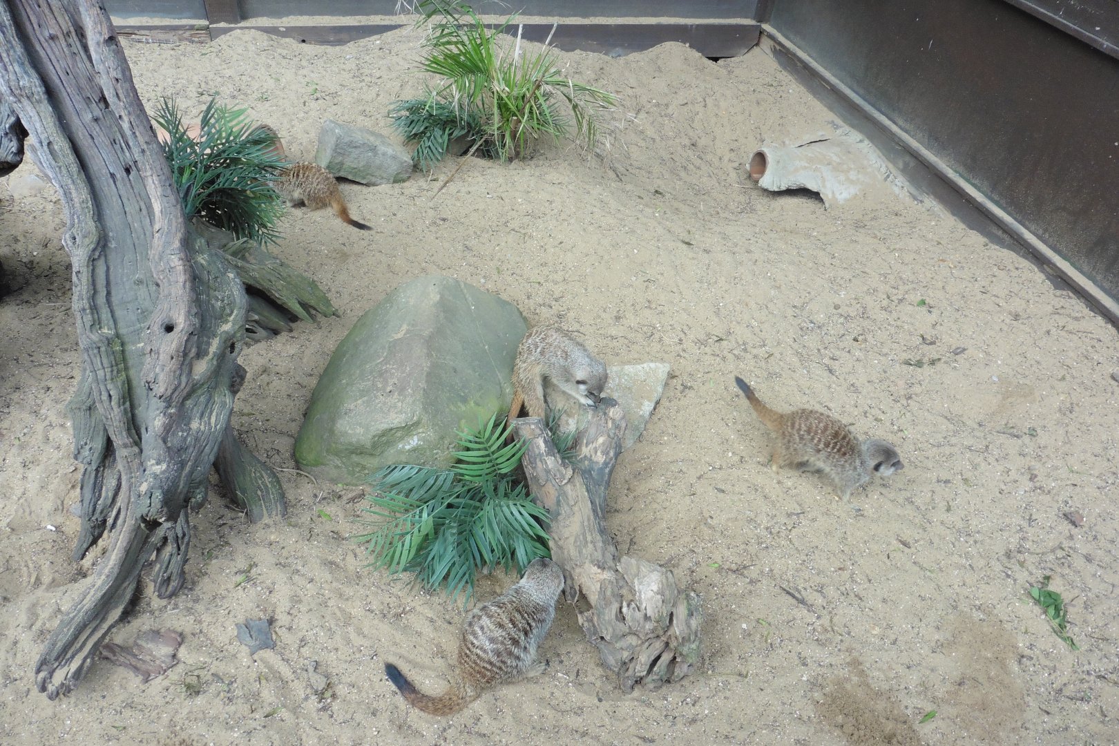 Ubiquitous Meerkats