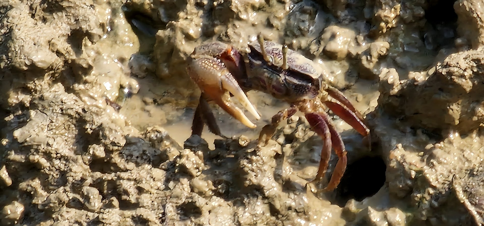 Uca tangeri fiddler crab