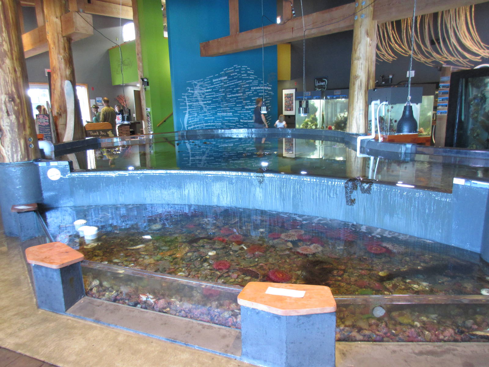 Ucluelet Aquarium - Two Main Tanks (one overflows into the other)