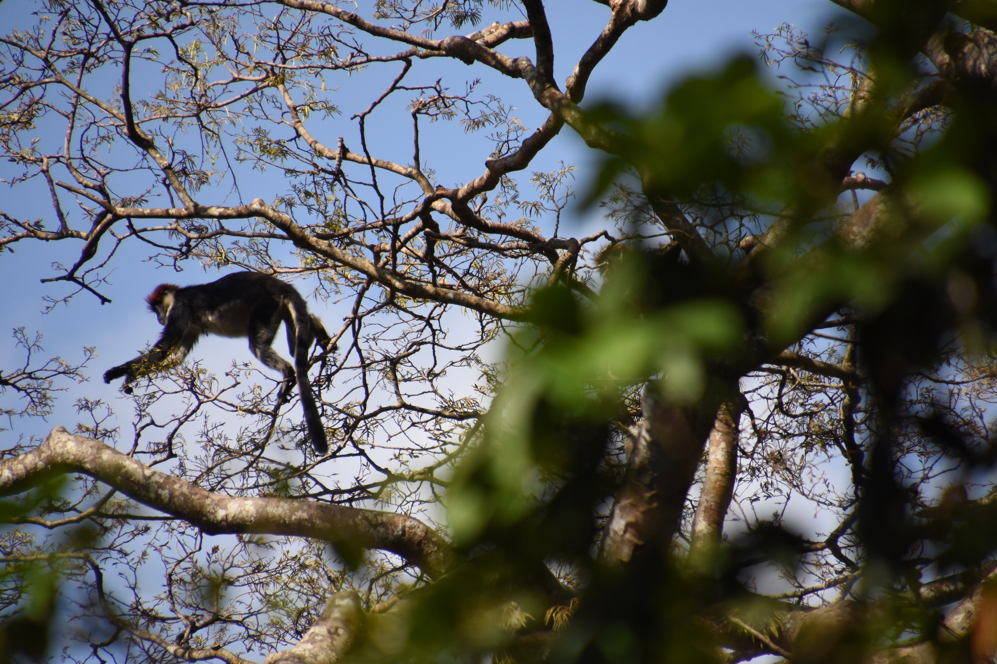 Udzungwa red colobus