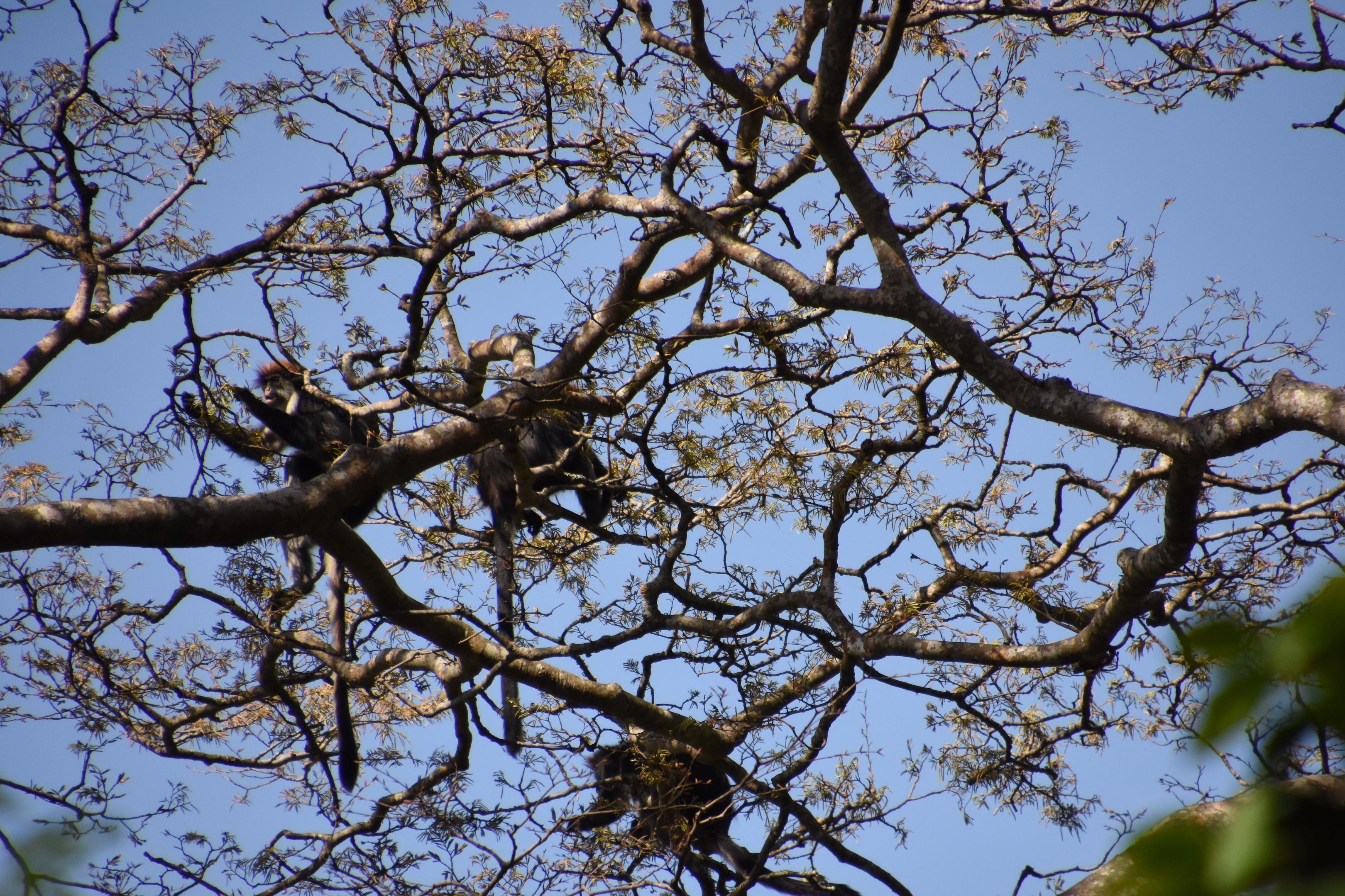 Udzungwa red colobus