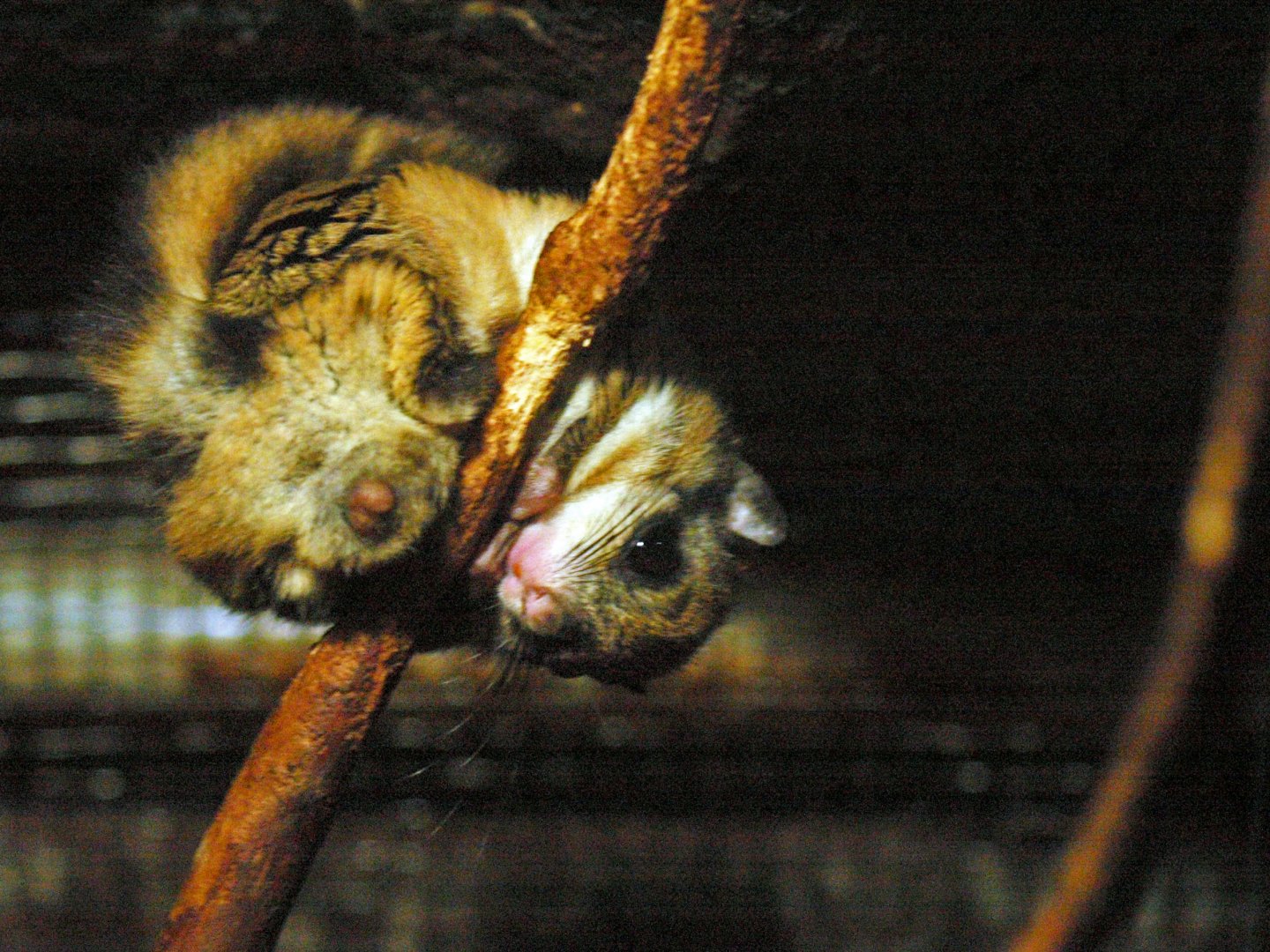 Ueno zoo, nocturnal house