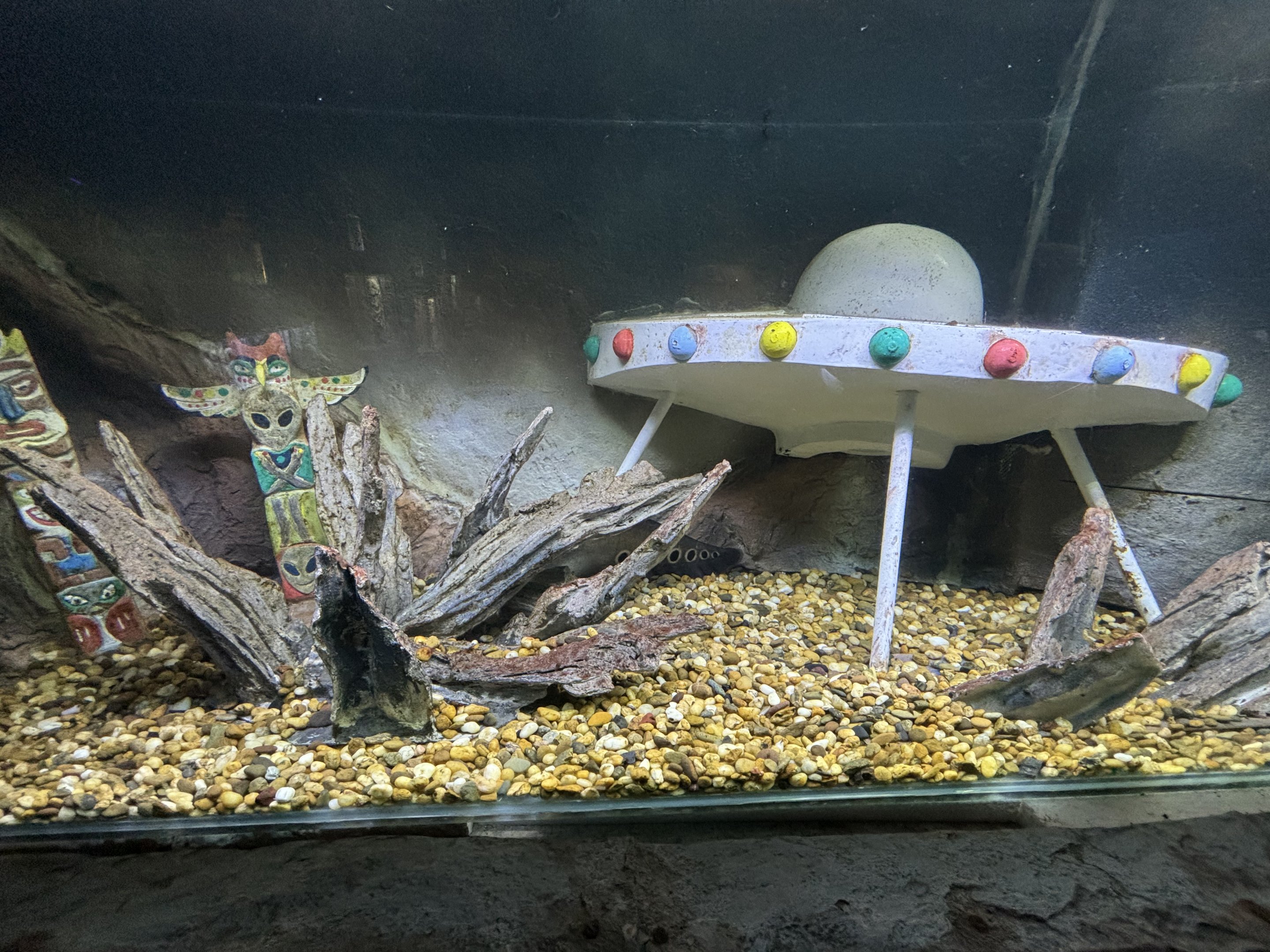 UFO Clown Knifefish Exhibit