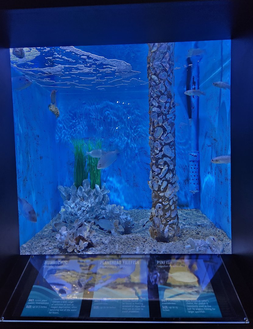UGA Marine Center & Aquarium - Another exhibit