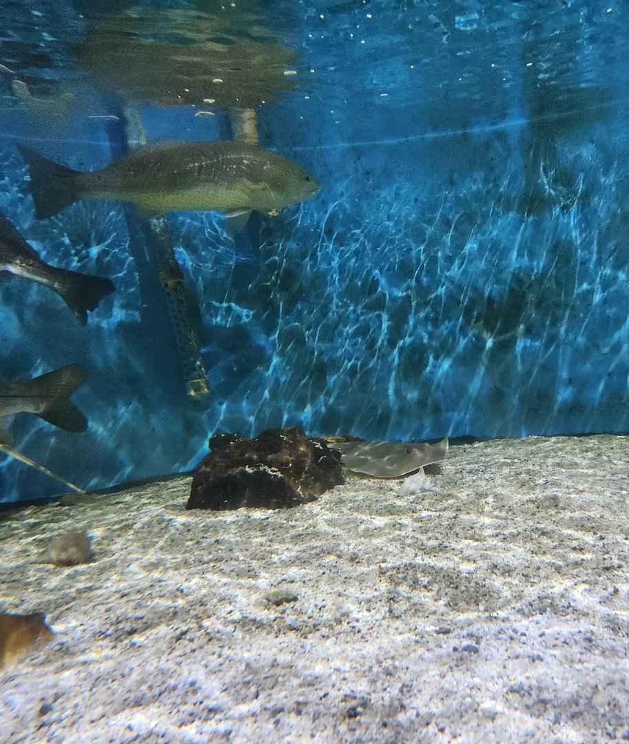 UGA Marine Center & Aquarium - Atlantic Stingray tank