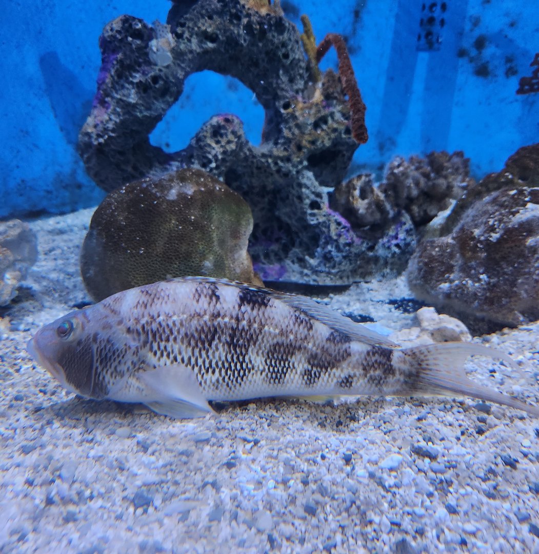 UGA Marine Center & Aquarium - Bottom fish