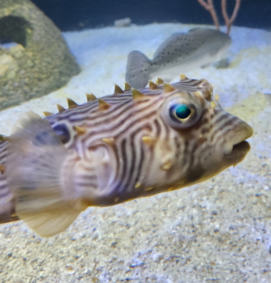 UGA Marine Center & Aquarium - Burrfish