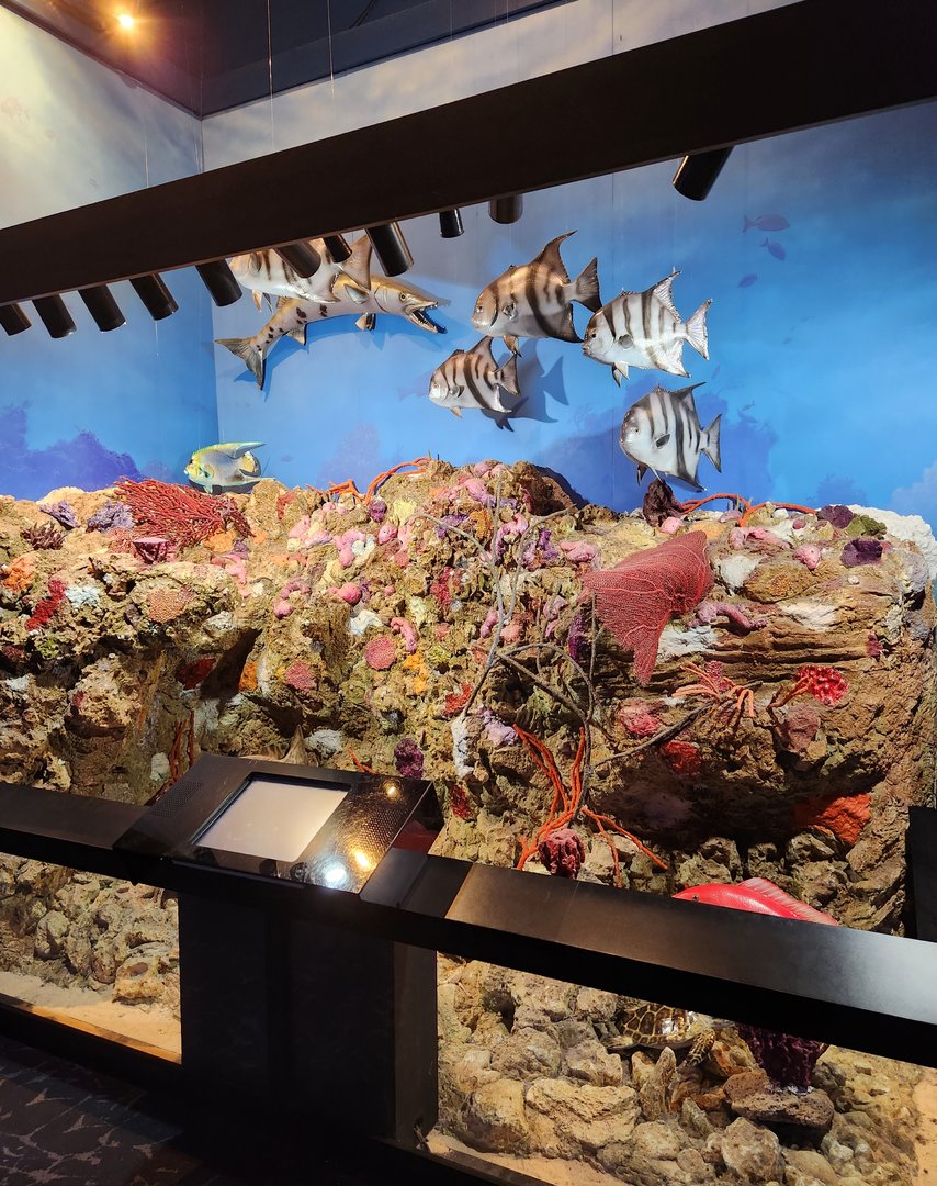 UGA Marine Center & Aquarium - Coastal waters diorama