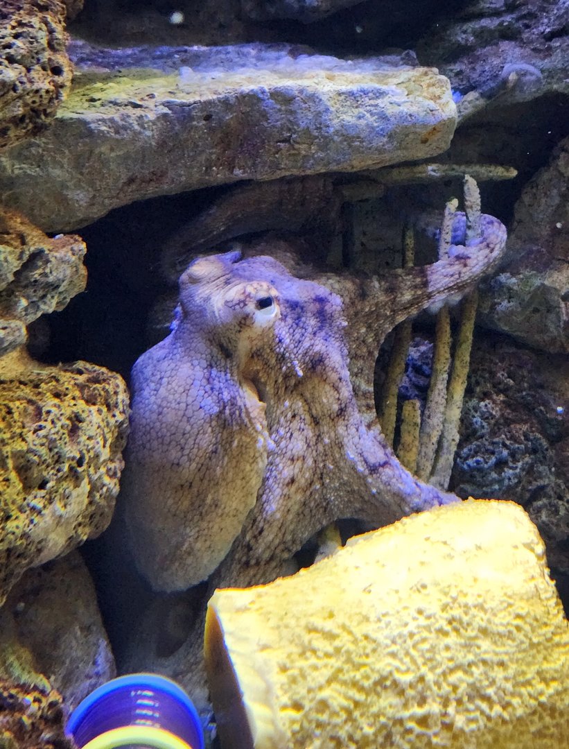UGA Marine Center & Aquarium - Common Octopus hiding
