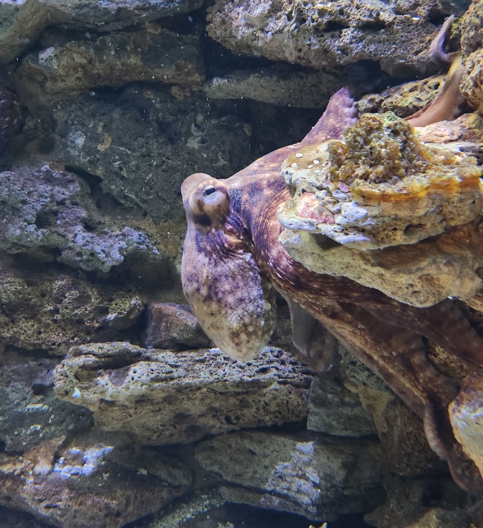 UGA Marine Center & Aquarium - Common Octopus out