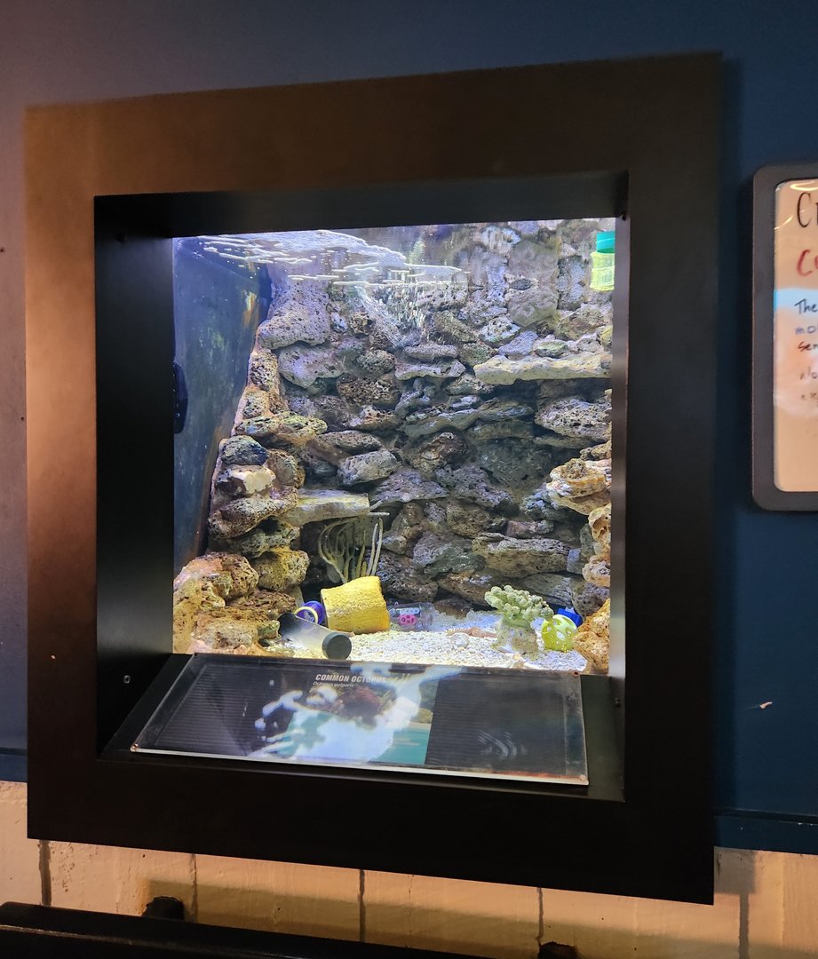 UGA Marine Center & Aquarium - Common Octopus tank