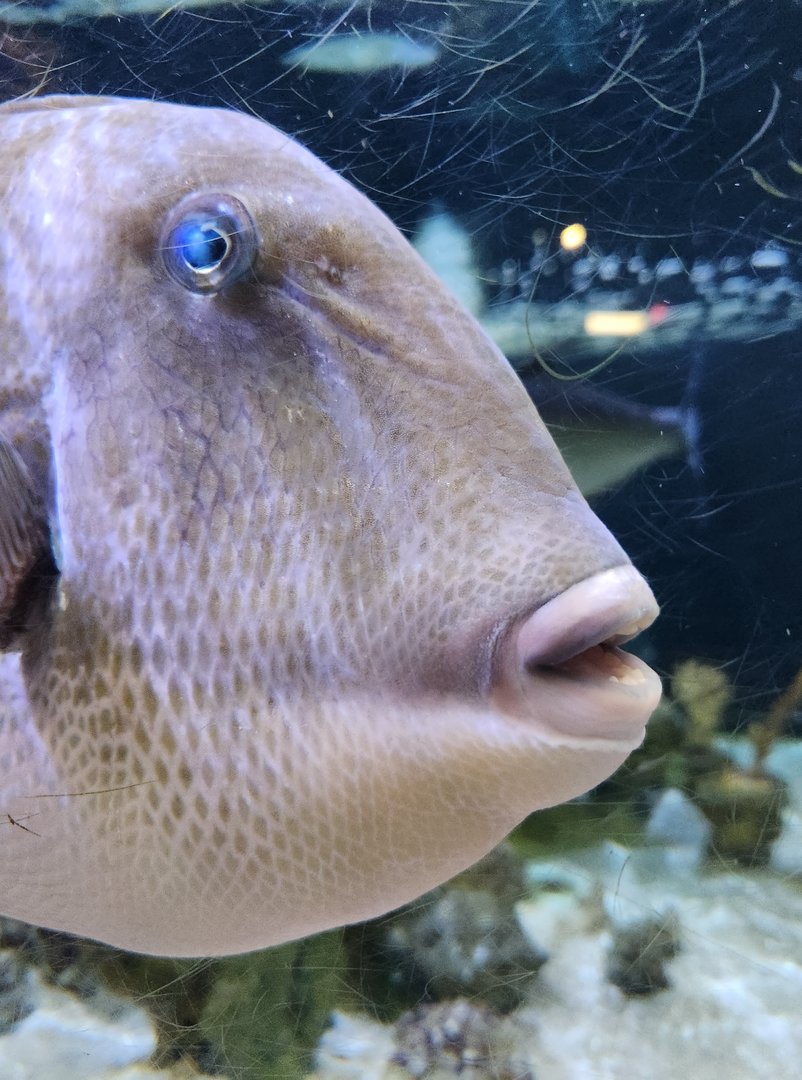 UGA Marine Center & Aquarium - Creepy fish