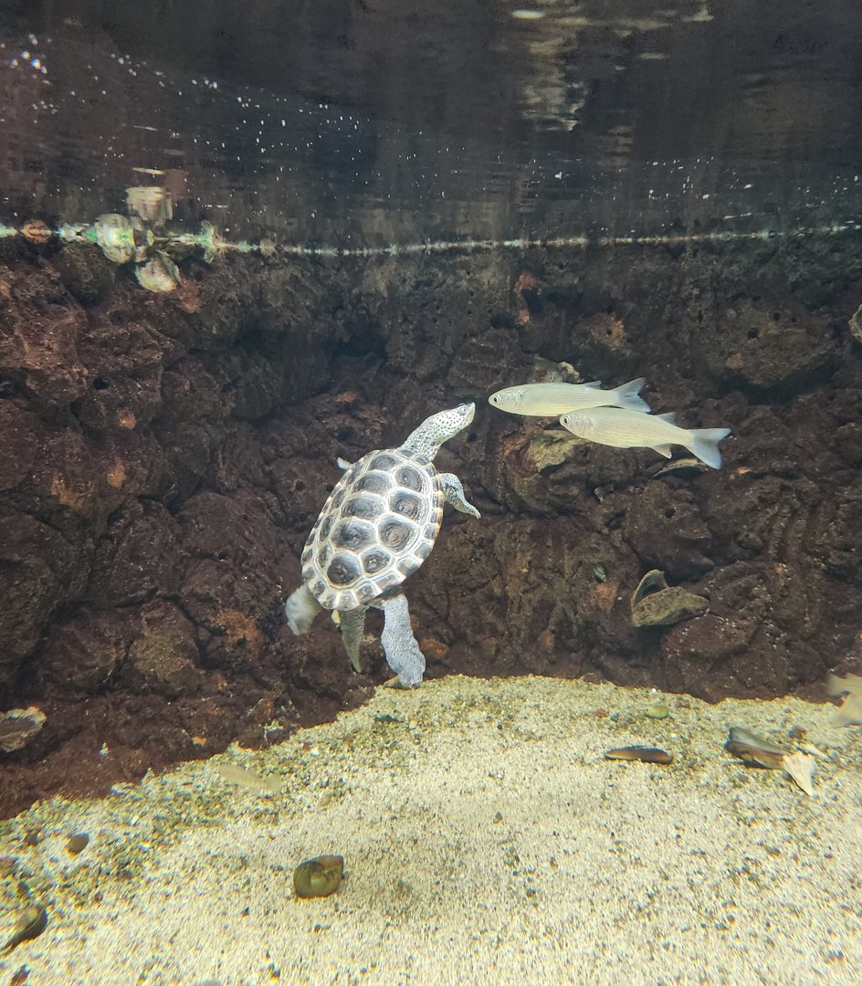 UGA Marine Center & Aquarium - Diamondback Terrapin & fish