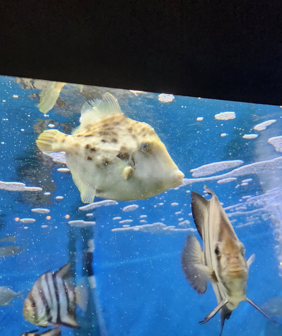 UGA Marine Center & Aquarium - Filefish