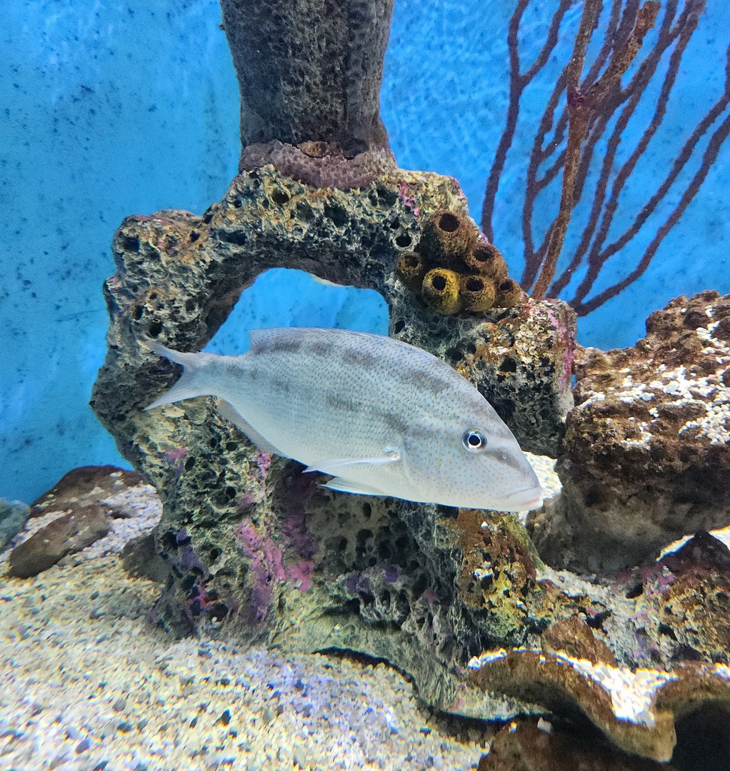 UGA Marine Center & Aquarium - Fish