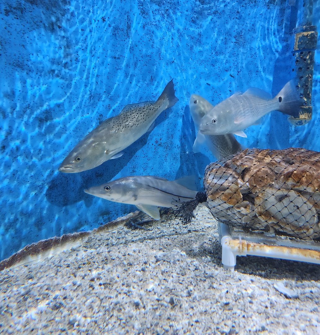 UGA Marine Center & Aquarium - Fishes