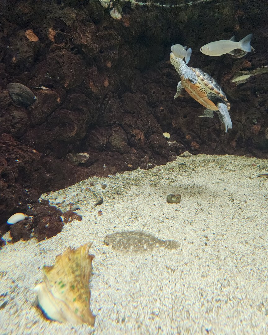 UGA Marine Center & Aquarium - Flounder hiding