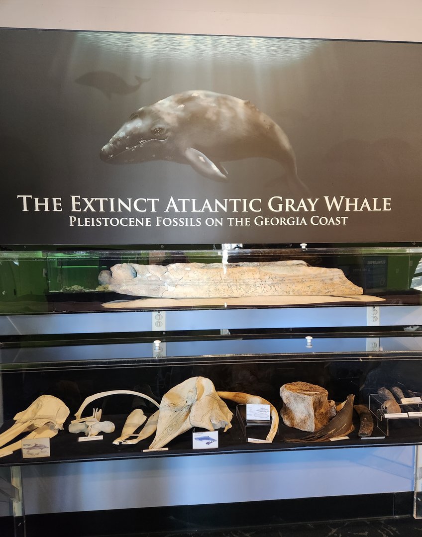 UGA Marine Center & Aquarium - Fossil whales of Georgia