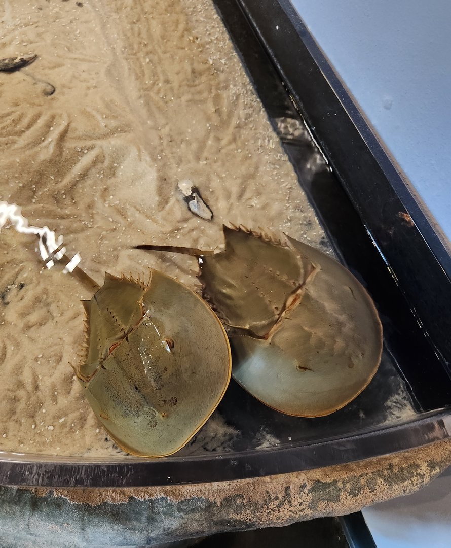 UGA Marine Center & Aquarium - Horseshoe crabs in touch tank