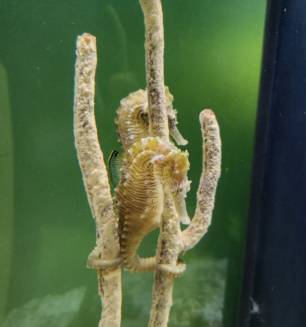 UGA Marine Center & Aquarium - Lined Seahorse