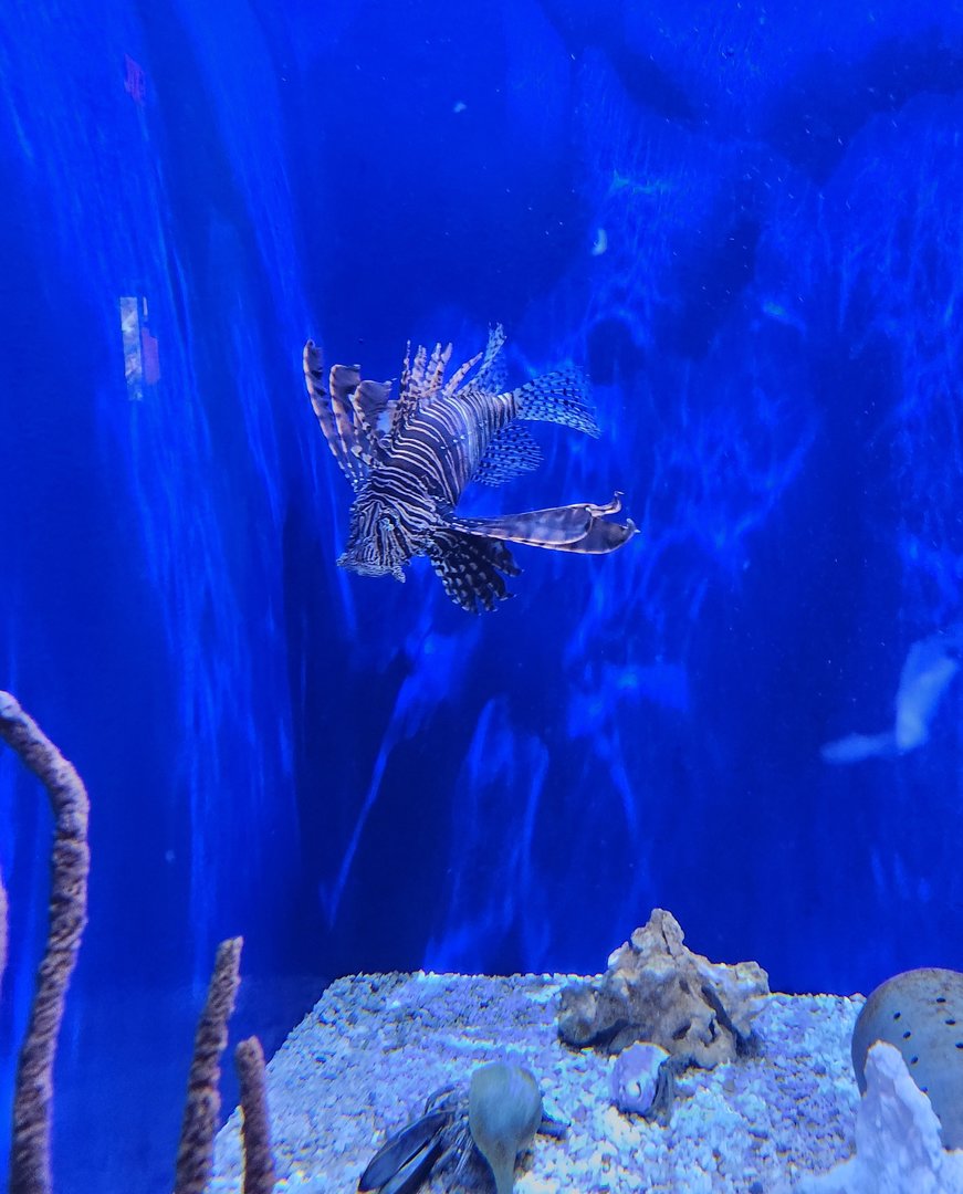 UGA Marine Center & Aquarium - Lionfish