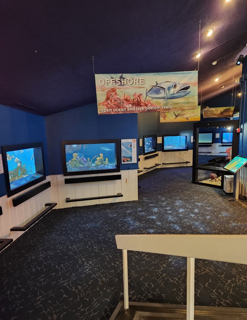 UGA Marine Center & Aquarium - Live exhibit area