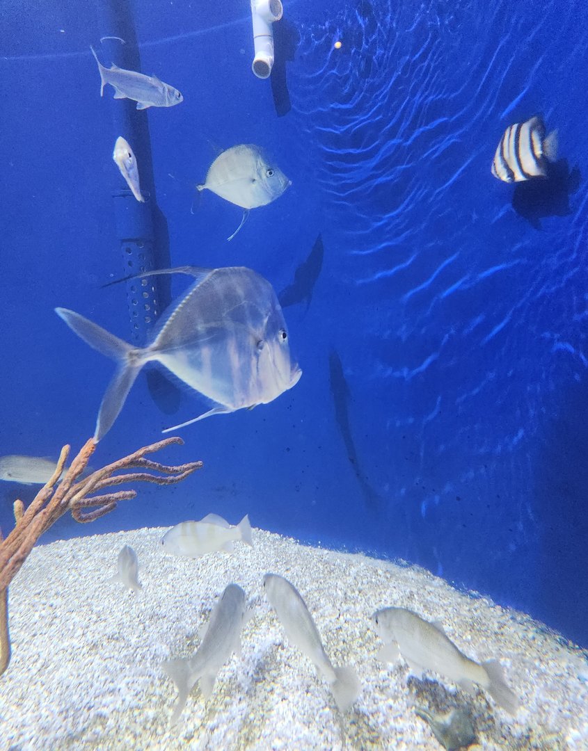 UGA Marine Center & Aquarium - Lookdown and other fish