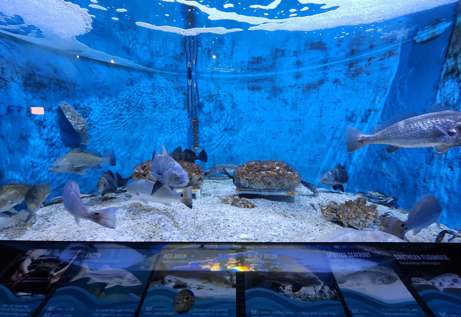 UGA Marine Center & Aquarium - Marine exhibit tank