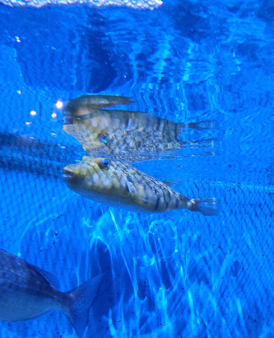 UGA Marine Center & Aquarium - Pufferfish
