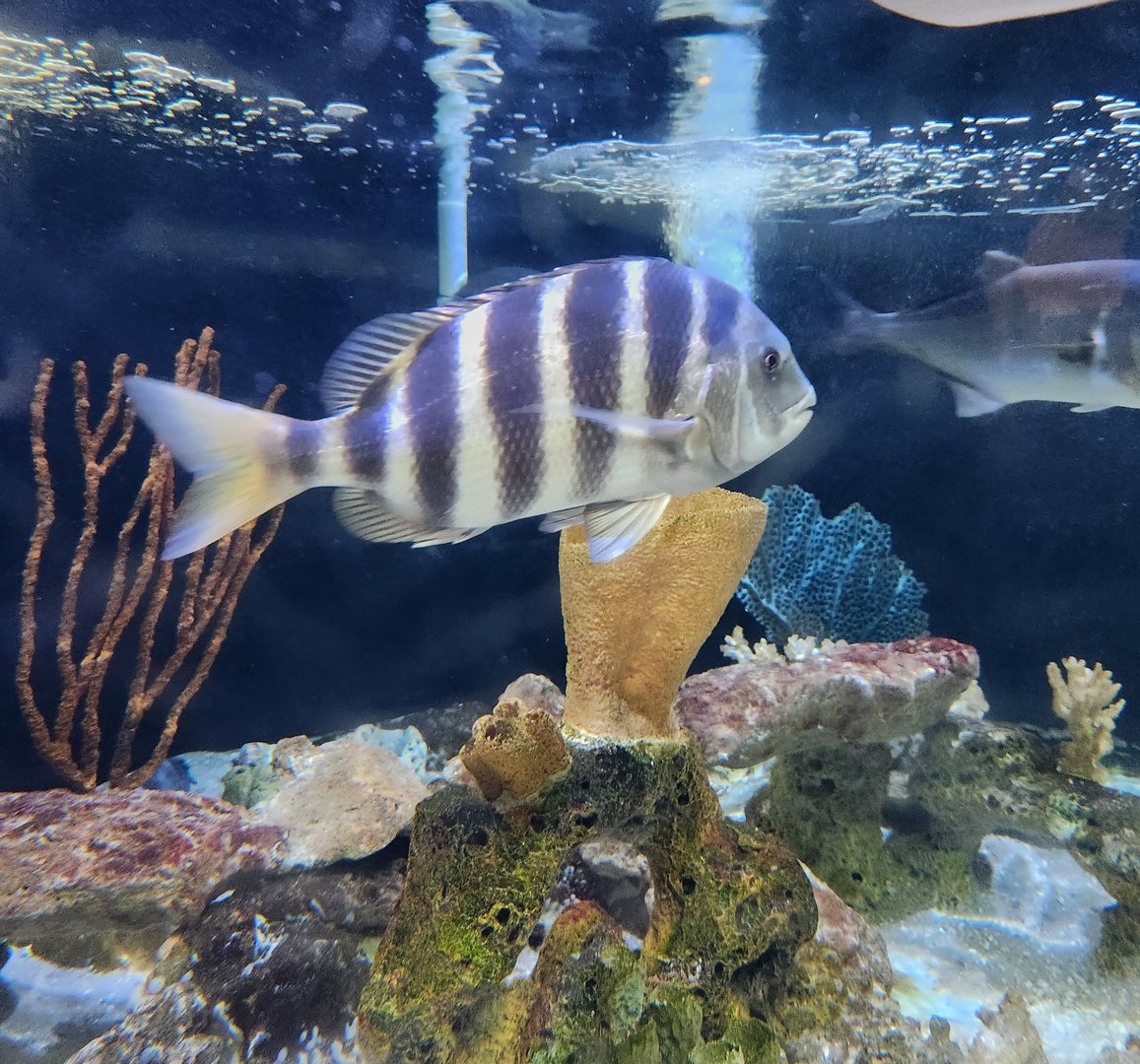 UGA Marine Center & Aquarium - Sheepshead