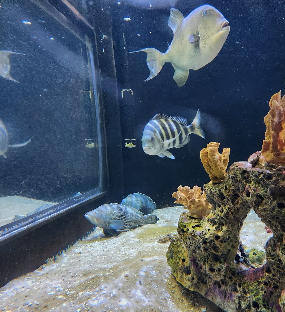 UGA Marine Center & Aquarium - Some fish