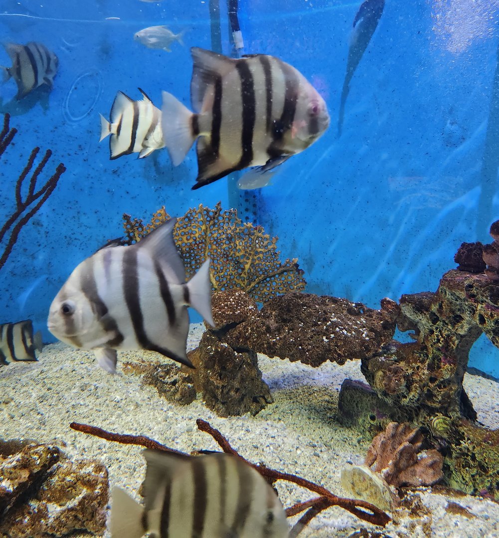 UGA Marine Center & Aquarium - Spadefish