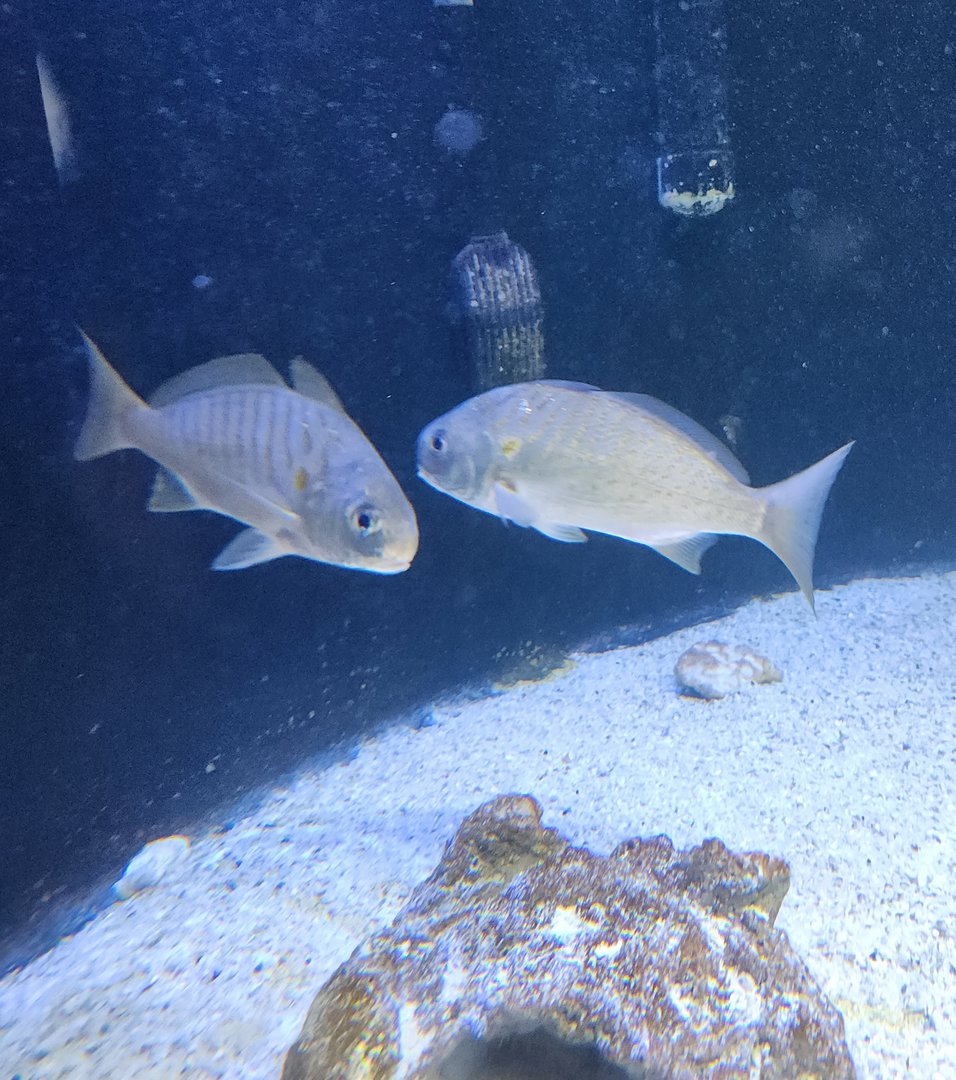 UGA Marine Center & Aquarium - Spots