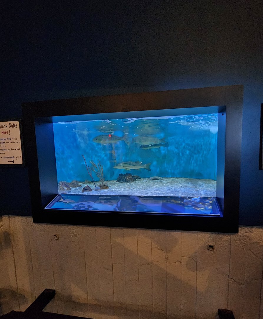 UGA Marine Center & Aquarium - Stingray exhibit