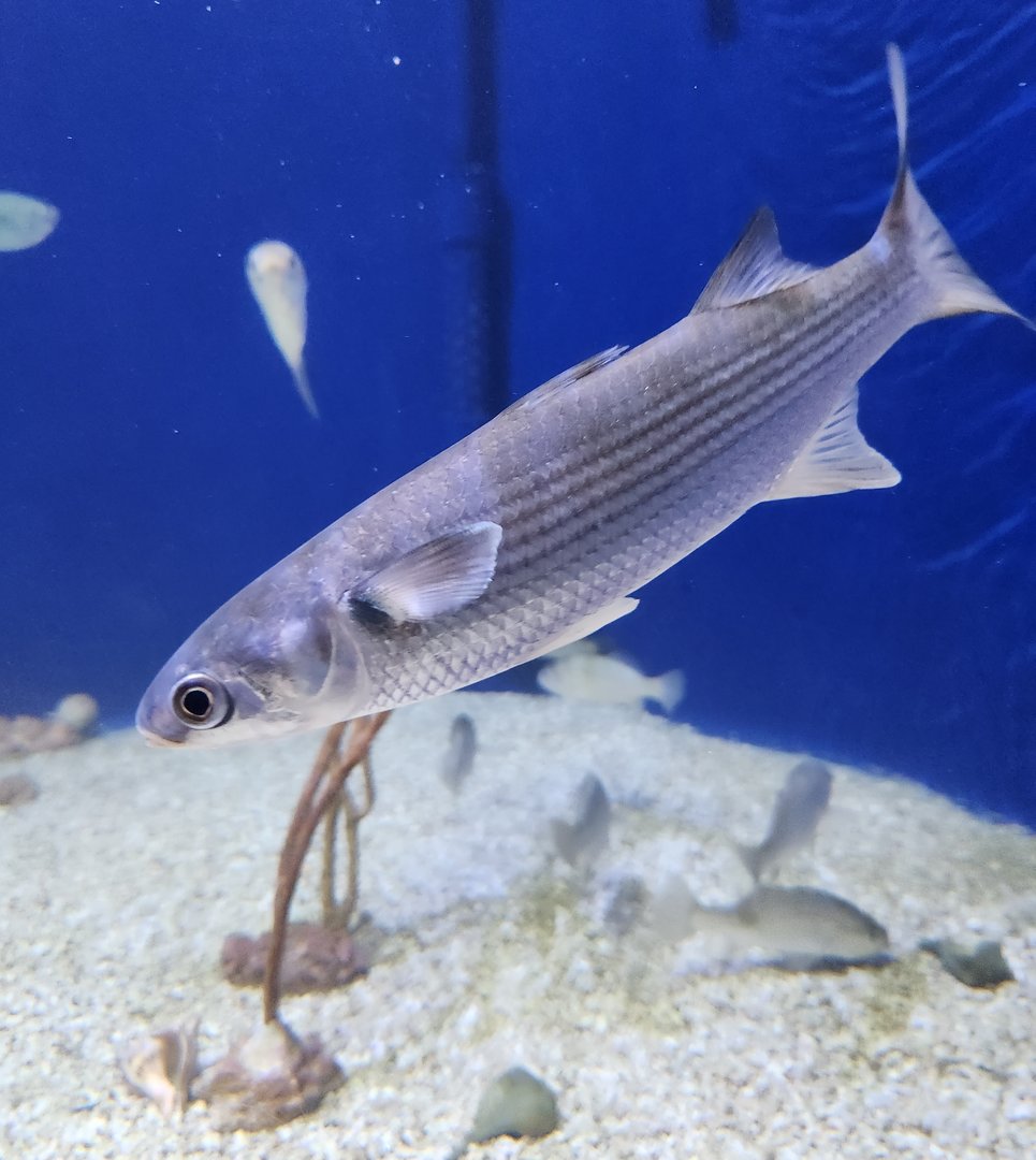 UGA Marine Center & Aquarium - Striped Mullet