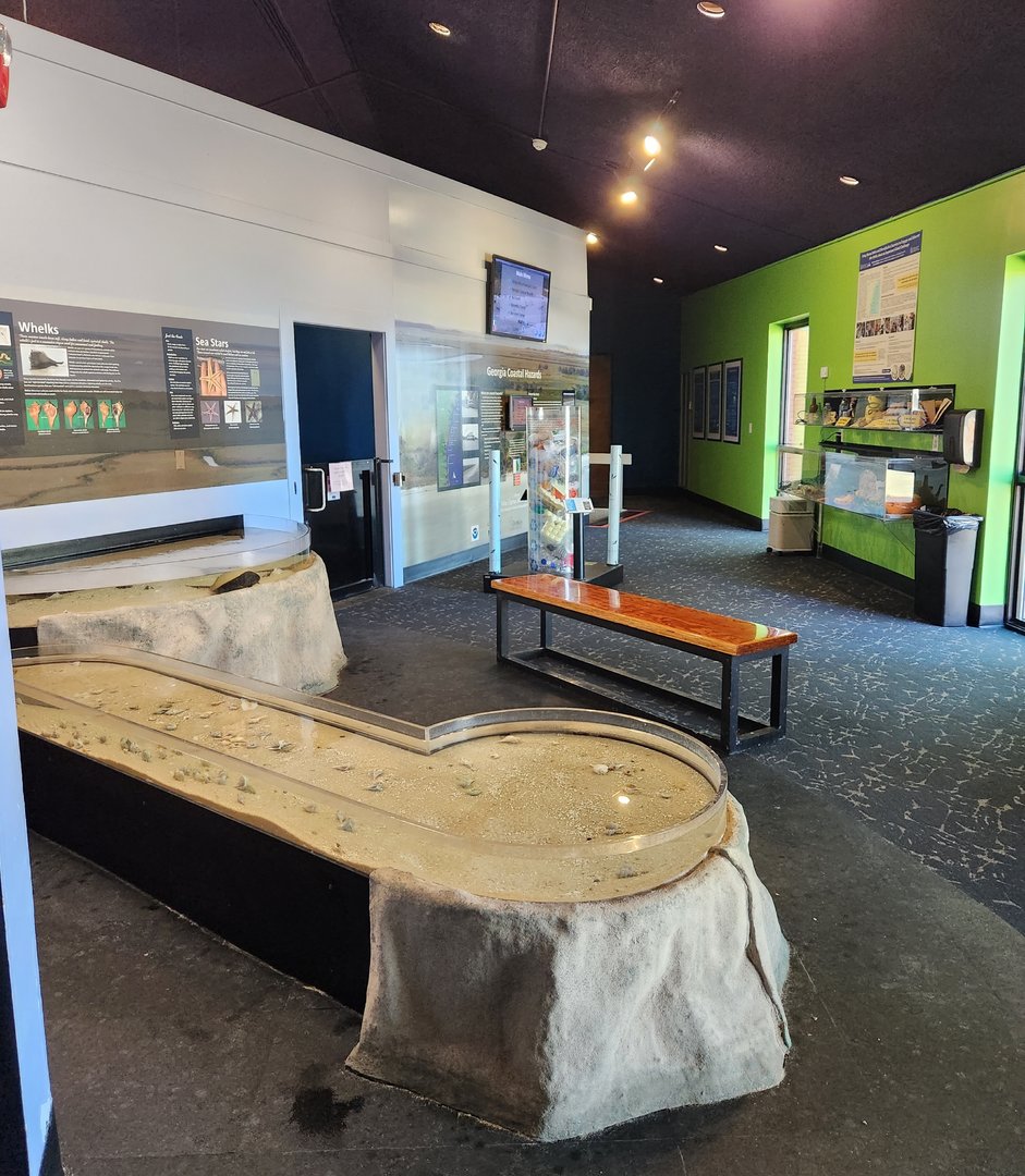 UGA Marine Center & Aquarium - Touch tanks area